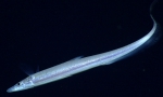 Halosaurus guentheri, 698 m Gulf of Mexico

Image courtesy of the NOAA Office of Ocean Exploration and Research, Gulf of Mexico 2017. Identification from photograph by K. Sulak.