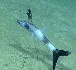 Bathypterois viridensis, 688 m Gulf of Mexico

Image courtesy of the NOAA Office of Ocean Exploration and Research, Gulf of Mexico 2017. Identification from photograph by A. Quattrini and K. Sulak.