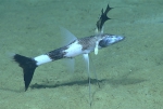 Bathypterois viridensis, 804 m Gulf of Mexico

Image courtesy of the NOAA Office of Ocean Exploration and Research, Gulf of Mexico 2017. Identification from photograph by A. Quattrini and K. Sulak.