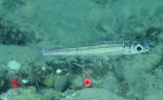 Argentina striata, 381 m Gulf of Mexico

Image courtesy of the NOAA Office of Ocean Exploration and Research, Gulf of Mexico 2017. Identification from photograph by A. Quattrini.