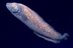 Bassogigas gilli, 1583 m Gulf of Mexico

Image courtesy of the NOAA Office of Ocean Exploration and Research, Gulf of Mexico 2017. Identification from photograph by A. Quattrini.