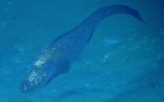Bassogigas gilli, 1584 m Gulf of Mexico

Image courtesy of the NOAA Office of Ocean Exploration and Research, Gulf of Mexico 2017. Identification from photograph by A. Quattrini.