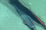 Cataetyx laticeps, 1566 mGulf of Mexico

Image courtesy of the NOAA Office of Ocean Exploration and Research, Gulf of Mexico 2017. Identification from photograph by A. Quattrini.