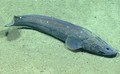 Ophidiiformes