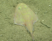 Chaunax suttkusi, 406 m Gulf of Mexico

Image courtesy of the NOAA Office of Ocean Exploration and Research, Gulf of Mexico 2017. Identification from photograph by J. Caruso and A. Quattrini.