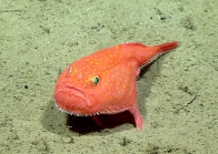 Chaunax suttkusi, 533 m Gulf of Mexico

Image courtesy of the NOAA Office of Ocean Exploration and Research, Gulf of Mexico 2017. Identification from photograph by J. Caruso and A. Quattrini.