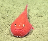 Chaunax suttkusi, 618 m Gulf of Mexico

Image courtesy of the NOAA Office of Ocean Exploration and Research, Gulf of Mexico 2017. Identification from photograph by J. Caruso and A. Quattrini.