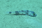 Aulopiformes