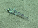 Chlorophthalmus agassizi, 406 mGulf of Mexico

Image courtesy of the NOAA Office of Ocean Exploration and Research, Gulf of Mexico 2017. Identification from photograph by A. Quattrini.