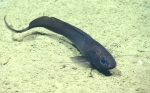 Pisces