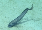 Dicrolene sp., 1176 m Gulf of Mexico

Image courtesy of the NOAA Office of Ocean Exploration and Research, Gulf of Mexico 2017. Identification from photograph by A. Quattrini.