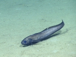 Dicrolene sp., 1905 m Gulf of Mexico

Image courtesy of the NOAA Office of Ocean Exploration and Research, Gulf of Mexico 2017. Identification from photograph by A. Quattrini.