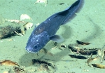 Diplacanthopoma sp., 1129 m Gulf of Mexico

Image courtesy of the NOAA Office of Ocean Exploration and Research, Gulf of Mexico 2017. Identification from photograph by A. Quattrini.