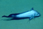 Gadomus arcuatus, 1050 m Gulf of Mexico

Image courtesy of the NOAA Office of Ocean Exploration and Research, Gulf of Mexico 2017. Identification from photograph by A. Quattrini.