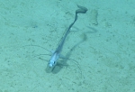 Gadomus longifilis, 1176 m Gulf of Mexico

Image courtesy of the NOAA Office of Ocean Exploration and Research, Gulf of Mexico 2017. Identification from photograph by A. Quattrini.