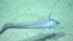 Gadomus longifilis, 1177 m Gulf of Mexico

Image courtesy of the NOAA Office of Ocean Exploration and Research, Gulf of Mexico 2017. Identification from photograph by A. Quattrini.