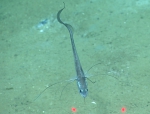 Gadomus longifilis, 1182 m Gulf of Mexico

Image courtesy of the NOAA Office of Ocean Exploration and Research, Gulf of Mexico 2017. Identification from photograph by A. Quattrini.