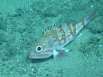Helicolenus dactylopterus, 402 m Gulf of Mexico

Image courtesy of the NOAA Office of Ocean Exploration and Research, Gulf of Mexico 2017. Identification from photograph by A. Quattrini.