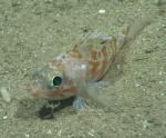 Helicolenus dactylopterus, 412 m Gulf of Mexico

Image courtesy of the NOAA Office of Ocean Exploration and Research, Gulf of Mexico 2017. Identification from photograph by A. Quattrini.