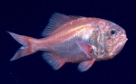 Hoplostethus occidentalis, 679 m Gulf of Mexico

Image courtesy of the NOAA Office of Ocean Exploration and Research, Gulf of Mexico 2017. Identification from photograph by A. Quattrini.