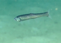 Manducus maderensis, 533 m Gulf of Mexico

Image courtesy of the NOAA Office of Ocean Exploration and Research, Gulf of Mexico 2017. Identification from photograph by A. Quattrini.