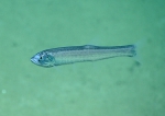 Pisces