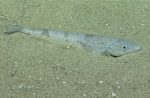 Merluccius albidus, 413 mGulf of Mexico

Image courtesy of the NOAA Office of Ocean Exploration and Research, Gulf of Mexico 2017. Identification from photograph by A. Quattrini.