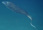 Penopus microphthalmus, 2151 m Gulf of Mexico

Image courtesy of the NOAA Office of Ocean Exploration and Research, Gulf of Mexico 2017. Identification from photograph by A. Quattrini.