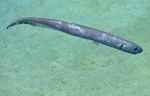 Polyacanthonotus merretti, 796 m Gulf of Mexico

Image courtesy of the NOAA Office of Ocean Exploration and Research, Gulf of Mexico 2017. Identification from photograph by A. Quattrini.