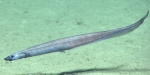 Polyacanthonotus merretti, 1605 m Gulf of Mexico

Image courtesy of the NOAA Office of Ocean Exploration and Research, Gulf of Mexico 2017. Identification from photograph by A. Quattrini.