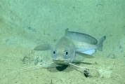 author: NOAA Okeanos Explorer Program