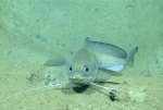 Urophycis cirrata, 532 m Gulf of Mexico

Image courtesy of the NOAA Office of Ocean Exploration and Research, Gulf of Mexico 2017. Identification from photograph by A. Quattrini.