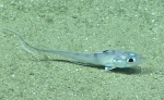 Coelorinchus caelorhincus, 406 m Gulf of Mexico

Image courtesy of the NOAA Office of Ocean Exploration and Research, Gulf of Mexico 2017. Identification from photograph by T. Iwamoto.
