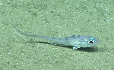 Coelorinchus caelorhincus, 406 m Gulf of Mexico

Image courtesy of the NOAA Office of Ocean Exploration and Research, Gulf of Mexico 2017. Identification from photograph by T. Iwamoto.