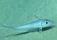 Coelorinchus caelorhincus, 741 m Gulf of Mexico

Image courtesy of the NOAA Office of Ocean Exploration and Research, Gulf of Mexico 2017. Identification from photograph by T. Iwamoto.