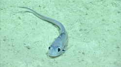 Coelorinchus caelorhincus, 817 m Gulf of Mexico

Image courtesy of the NOAA Office of Ocean Exploration and Research, Gulf of Mexico 2017. Identification from photograph by T. Iwamoto.