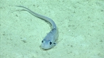 Gadiformes