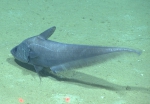 Gadiformes