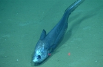Coryphaenoides mediterraneus, 2163 m Gulf of Mexico

Image courtesy of the NOAA Office of Ocean Exploration and Research, Gulf of Mexico 2017. Identification from photograph by T. Iwamoto.