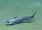 Coryphaenoides mexicanus, 1055 m Gulf of Mexico

Image courtesy of the NOAA Office of Ocean Exploration and Research, Gulf of Mexico 2017. Identification from photograph by T. Iwamoto.