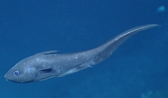 Coryphaenoides rudis, 1621 m Gulf of Mexico

Image courtesy of the NOAA Office of Ocean Exploration and Research, Gulf of Mexico 2017. Identification from photograph by T. Iwamoto.