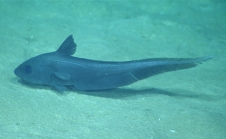 Coryphaenoides rudis, 2151 m Gulf of Mexico

Image courtesy of the NOAA Office of Ocean Exploration and Research, Gulf of Mexico 2017. Identification from photograph by T. Iwamoto.