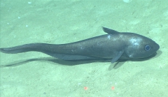 Coryphaenoides rudis, 2152 m Gulf of Mexico

Image courtesy of the NOAA Office of Ocean Exploration and Research, Gulf of Mexico 2017. Identification from photograph by T. Iwamoto.