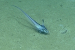 Nezumia aequalis, 575 m Gulf of Mexico

Image courtesy of the NOAA Office of Ocean Exploration and Research, Gulf of Mexico 2017. Identification from photograph by T. Iwamoto.