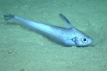 Nezumia aequalis, 799 m Gulf of Mexico

Image courtesy of the NOAA Office of Ocean Exploration and Research, Gulf of Mexico 2017. Identification from photograph by T. Iwamoto.