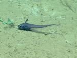 Nezumia aequalis, 1165 m Gulf of Mexico

Image courtesy of the NOAA Office of Ocean Exploration and Research, Gulf of Mexico 2017. Identification from photograph by T. Iwamoto.