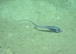 Nezumia cyrano (juvenile), 616 m Gulf of Mexico

Image courtesy of the NOAA Office of Ocean Exploration and Research, Gulf of Mexico 2017. Identification from photograph by T. Iwamoto.