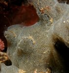 Ascidiacea species
