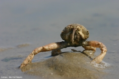 Helmkrab (Corystes cassivelaunus)