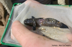 Zwarte grondel (Gobius niger)